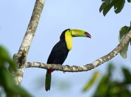 Cayo District - A World Leader in Ecotourism cayo district belize
