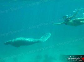 manatees-in-san-pedro