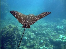 Hendrix students study marine life in Belize belize-barrier-reef1