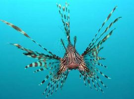 lionfish belize