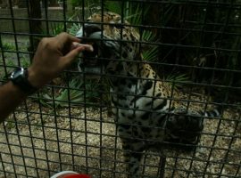 A Close Encounter With a Belize Jaguar Cool cats of Belize