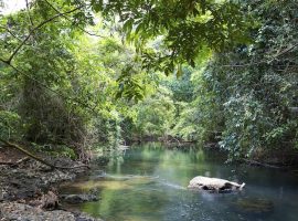 Ya'axché Conservation Trust Invites You to be a Ranger for a Day goldenstream