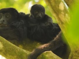 monkey river tour belize