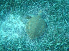 5 Active Adventures in Belize turtle-630x472
