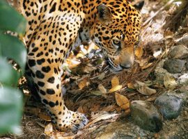 The World's First Jaguar Reserve is in Belize Cockscomb Basin Wildlife Sanctuary