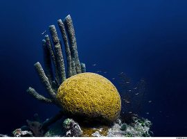 belize-coral
