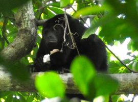 belize howler monkey