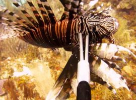 Belize Fights Back Against an Uninvited Guest ©-Gordon-Kirkwood_SpearedLionfish-600x800