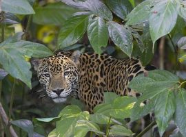 Beautiful Belize, from the Central American jungle to the barrier reef of the Caribbean Sea 296037-6748628e-3c7f-11e3-a826-323d4d841c99
