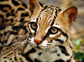 ocelot09b