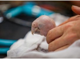 Belize's Ecotourism and Its Greatest Challenge Yet 2014-01-29-babyscarletmacaw-thumb