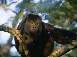 Black Howler Monkeys in Belize: Conservation, Habitat, and Tourism Black Howler Monkeys in Belize: Conservation, Habitat, and Tourism