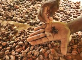 chocolate in belize