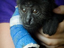 howler monkeys belize