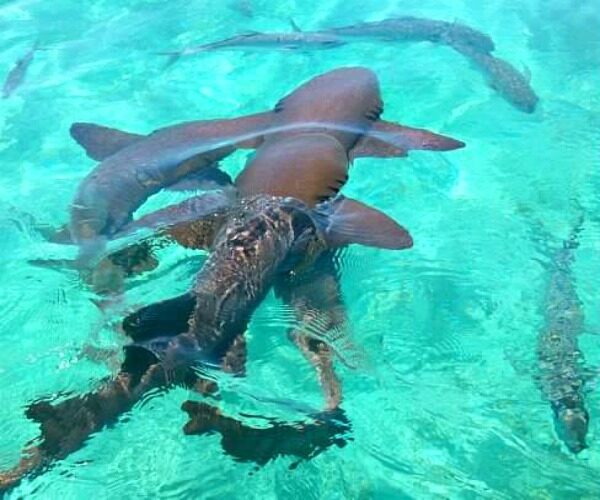 Belize Snorkeling in May