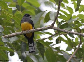 110214-Black-headed-Trogon-031