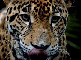 belize jaguar