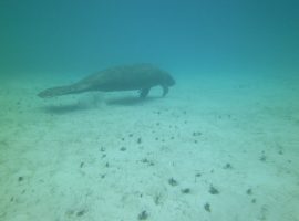 Rare Belize Manatee Sighting Caught on Video at Blackbird Resort belize manatees
