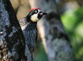 birding in belize