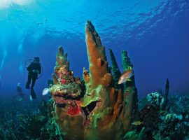 belize vacations