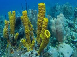 The best time to visit to Belize
