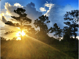 Mountain Pine Ridge Forest Reserve - All You Need to Know Before You Go mountain-pine-ridge