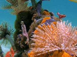 Scuba Diving in Belize? So, So Suite! scuba diving in belize