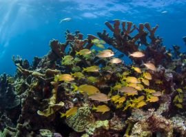 Hol Chan Marine Reserve
