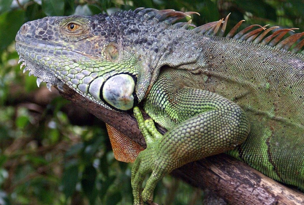 Belize Green Iguana Conservation Project