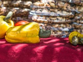 Cashew Festival & Agricultural Show in Belize Cashew Festival & Agricultural Show in Belize