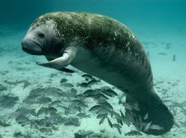 Manatee Tours Belize