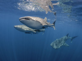 Scuba Dive & Snorkel with Whale Sharks in Belize Things to do in Placencia Belize