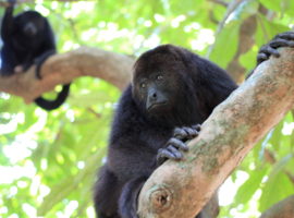 belize howler monkeys