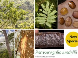 New tree species discovered in Toledo Belize New tree species discovered in Toledo