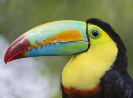 The Belize Zoo: Everything You Need To Know belize zoo