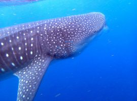 Belize Whale Shark Diving & Snorkeling belize whale sharks