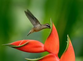 How to Take Care of Your Skin by Using Natural Products? belize flora and fauna