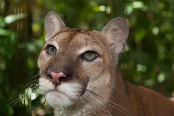 Belize wildlife tours
