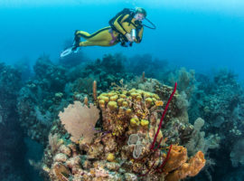 Make the Most of Your Belize Vacation With The Ultimate Belize Bucket List Belize Vacations