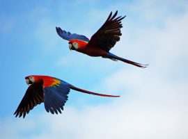 Red Bank Village and the Scarlet Macaw Tour Red Bank Village and the Scarlet Macaw Tour