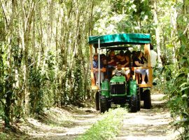 A Bouquet of Aromas: A Visit to the Belize Spice Farm & Botanical Gardens belize spice farm