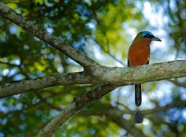 eco tourism in belize