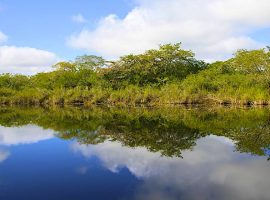 Burdon Canal Nature Reserve In Belize Burdon Canal Nature Reserve In Belize