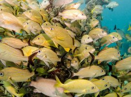Port Honduras Marine Reserve in Belize