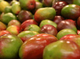 Savor the Taste of Belize: Mango Festival in Hopkins Village - June 8th 2024 Belize Hopkins Mango Festival