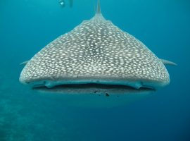 Going-Swimming-With-Whale-Sharks-In-Belize