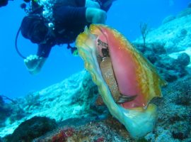 The Queen Conch: A Delicacy and Icon of Belize's Coastal Culture The Queen Conch in Belize