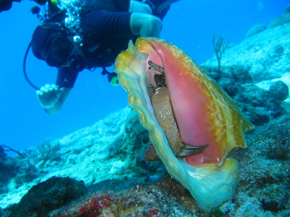 The Queen Conch in Belize