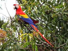birding-in-Belize