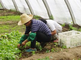 The Cultures of Belize: The Chinese People Chinese in Belize